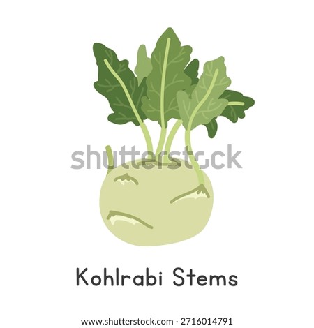 Kohlrabi Stems Vector Illustration. Kohlrabi Stems Cartoon Clipart, Vegetable in Flat Style. Also called German Turnip, Knol-Kohl, Cabbage Turnip, or Brassica oleracea Gongylodes Group. Stem and Shoot