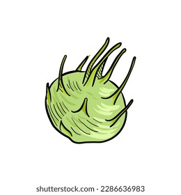 Kohlrabi, vector drawing turnip cabbage , vegetable isolated at white background, hand drawn illustration