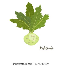 Kohlrabi. Vector illustratiom.