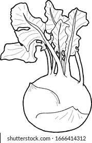Kohlrabi Vector Illustration Hand Drawn Vegetable Cartoon Art