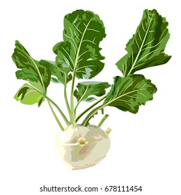 kohlrabi. Vector illustration on a white background