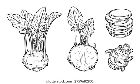 Kohlrabi vector set, whole, half, chopped, and with leaves. Fresh healthy food drawing. Cabbage doodle collection.
