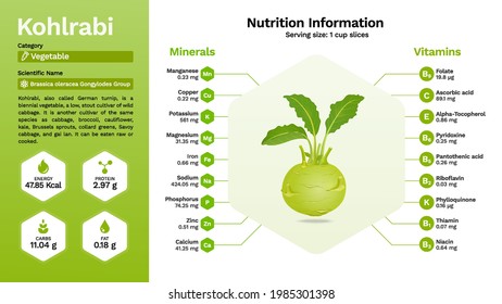 Kohlrabi vegetable and its nutritional properties-vector illustration