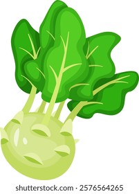 Kohlrabi vegetable showcasing vibrant green leaves, growing against a white background. Celebrating healthy eating, this fresh vegan ingredient highlights nutrition and organic goodness