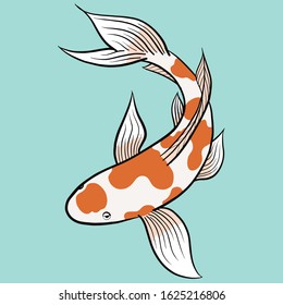 the koi in aqua background