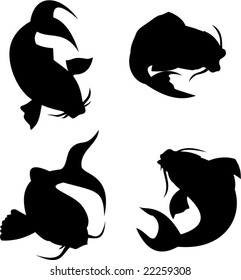 Koi carp collection