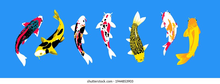 Koi carp collection. View from above. Japanese, Chinese colorful carps, traditional Asian pond. for design decoration on the theme, fish farming, symbol of wealth, traditional oriental fishing. Vector