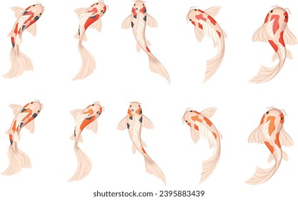 Koi carp fishes, Japanese koi fish. Vector illustration on white background.