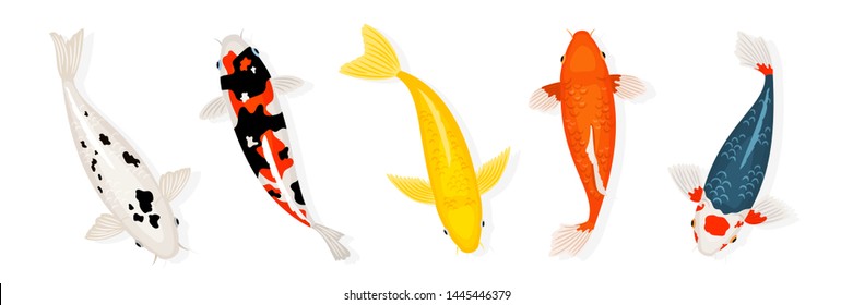 Koi carp fishes vector illustration. Japanese koi fish isolated on white background, chinese goldfish image