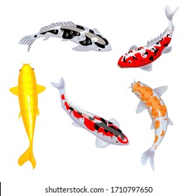 Carpa de Koi pesca ilustración vectorial. Pescado de Koi. Pescado koi japonés aislado de fondo blanco, imagen de pez dorado chino. peces orientales nadadores aislados de fondo azul.