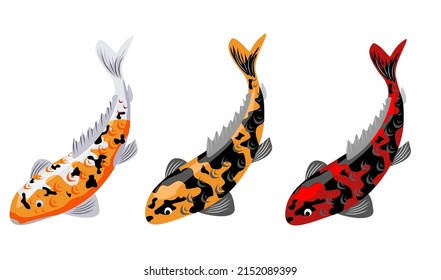 Koi carp fishes vector illustration. Japanese koi fish isolated on white background, Chinese goldfish image. Japanese koi fish different colors