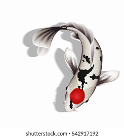 Koi carp illustration