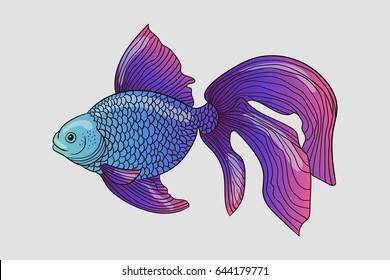 Koi Carp illustration fish. Goldfish. Vector. 