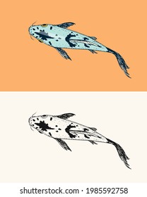 Koi carp, Japanese fish. Korean animal. Engraved hand drawn line art Vintage tattoo monochrome sketch for poster or label.