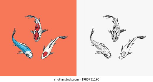 Koi carp, Japanese fish. Korean animal. Engraved hand drawn line art Vintage tattoo monochrome sketch for poster or label.