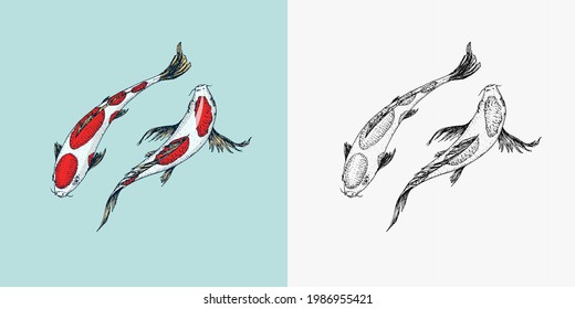 Carpa de Koi, pescado japonés. Animal coreano. Dibujo de líneas dibujadas a mano Dibujo monocromo de tatuajes vintage para afiches o etiquetas.