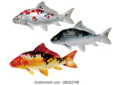 Koi carp - nishikigoi [Cyprinus carpio]