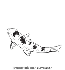 Koi carp nishikigoi literally brocaded carp. colored varieties of Common carp  that are kept in outdoor koi ponds water gardens. black outline on white background sketch doodle. Vector