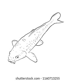 Koi carp nishikigoi literally brocaded carp. colored varieties of Common carp  that are kept in outdoor koi ponds water gardens. black outline on white background sketch doodle. Vector