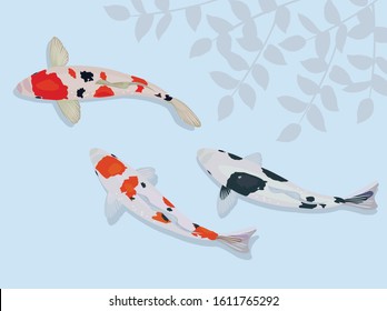 Koi carp in the pond. 