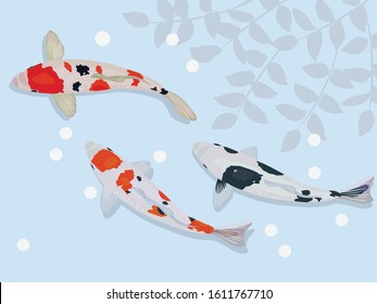 Koi carp in the pond. Winter 