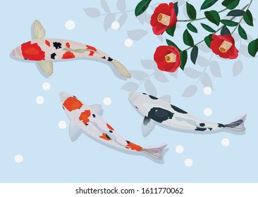 Koi carp in the pond. Winter season.