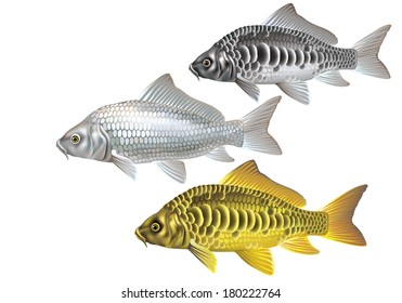 Koi carp - silver, gold, mirror [Cyprinus carpio]