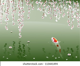 Koi carp in spring,pond. The vector illustration of a sacred Japanese fish in a spring pond under Sakura blooming.