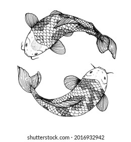 Boceto de natación de carpa de Koi. Ilustración vectorial. Tatuaje impreso. Ilustración dibujada a mano para la impresión de camisetas, el tejido y otros usos.