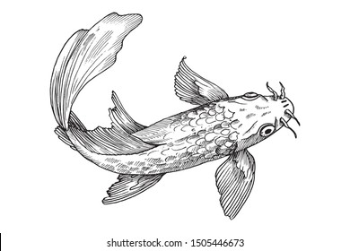 koi carp swims and flaps fins. black and white illustration, sketch. Fish top view.