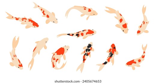 Koi carp. Vector illustration of fish on white background.