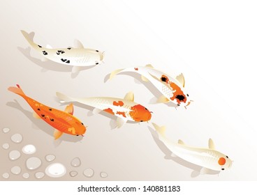 Koi family. Five Sacred Japanese Koi carps floating somewhere.