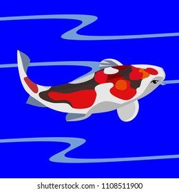 Koi Fish in Blue Water