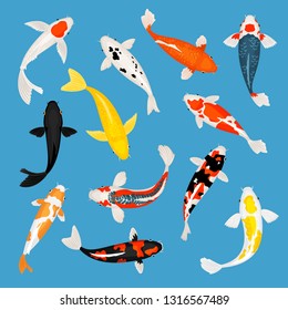 Pescado de Koi. Carpas de Koi ilustraciones vectoriales, peces dorados orientales de natación rojos y amarillos aislados en fondo azul