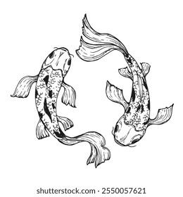 Koi fish carp sketch isolated on white background. Vintage animal vector illustration.