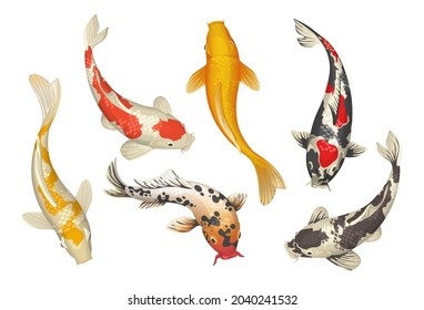 Koi fish. Cartoon Chinese traditional pond carp. Oriental Japanese goldfish collection. Nature Zen. Isolated underwater pets. Asian tattoo template. Vector colorful water animals set