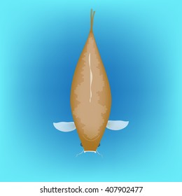 Koi fish, category chagoi in blue water background, Vector illustration.