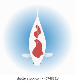 Koi fish, category kohaku (red and white)  in water background, Vector illustration.