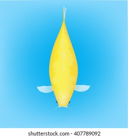 Koi fish, category yamabuki ogon (golden) in blue water background, Vector illustration.