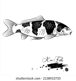 Koi fish, freshwater fish, realistic sketch vector illustration 