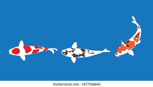 koi fish, full color, vector illustration
