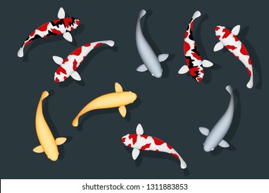 Koi fish graphic vector