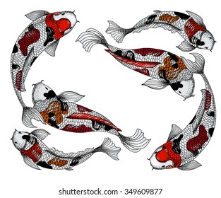 koi fish isolate vector