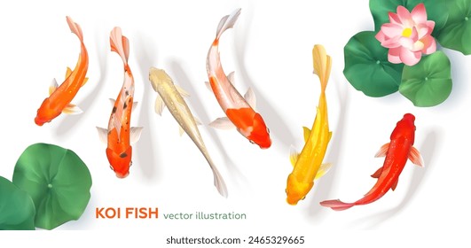 Koi fish isolated on white background. Realistic 3D style. Multi-colored koi carp. Vector illustration