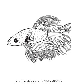 koi fish japanese paint style design sketch design element vector