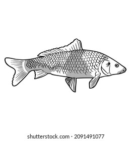 ilustración vectorial de línea de pescado koi, aislado en fondo blanco, vista superior