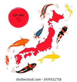 Koi fish and map of Japan on white background, vector illustration