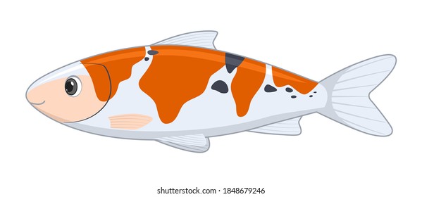 Koi fish on a white background. Cartoon style vector illustration