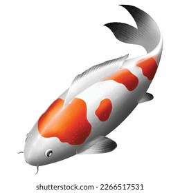 koi fish on white background.