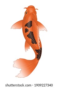 koi fish in orange with black spot color